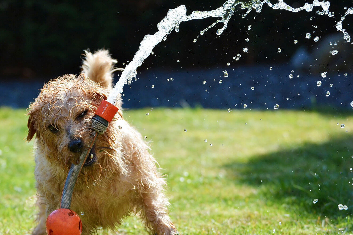 So kühlst du deinen Hund ab – Sommer, Sonne, Hechelwetter!