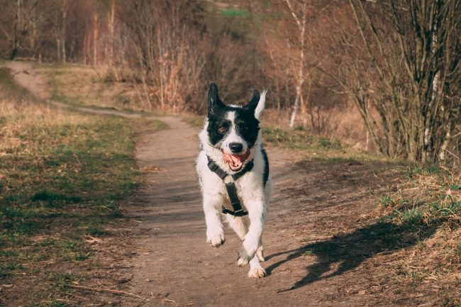 Gesunde Bewegung für den Hund – So bleibt dein Vierbeiner fit!