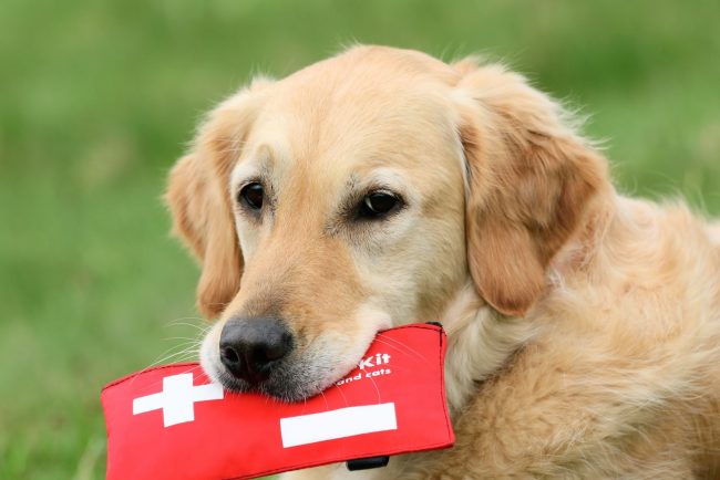 Diese Tipps können Leben retten: Erste Hilfe für deinen Hund