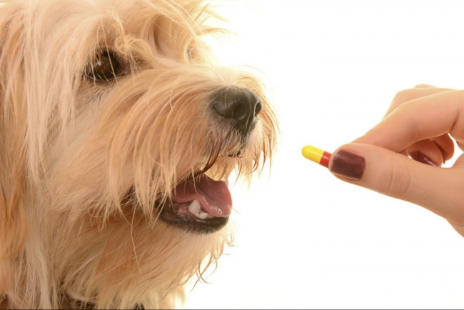 Braucht unser Hund Vitamin-D in der Winterzeit?