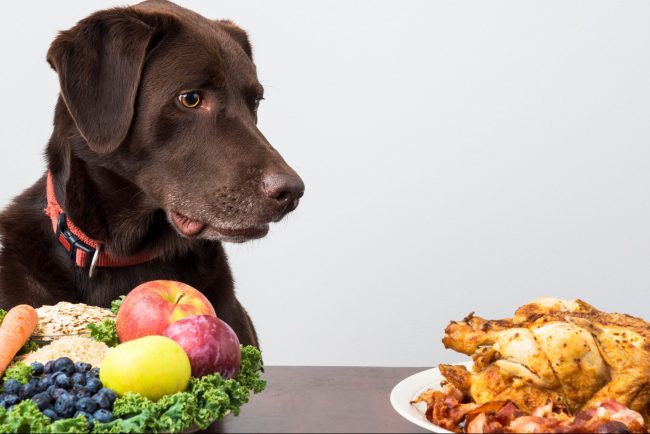 Vegane Ernährung für den Hund: Artgerecht oder Tierquälerei?