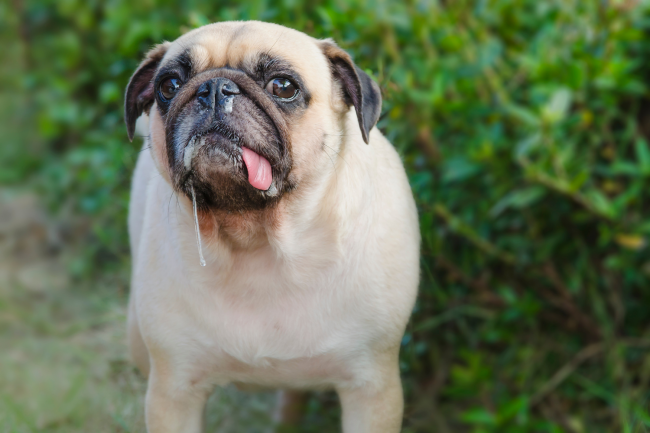 Mein Hund sabbert zu viel – 7 Gründe für vermehrten Speichelfluss
