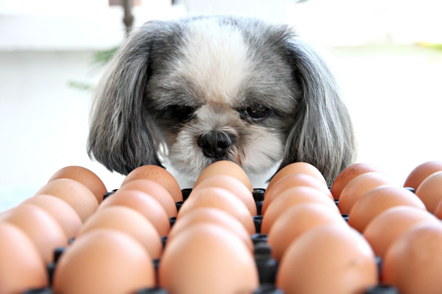 Darf mein Hund Ei fressen? Alle wichtigen Fakten rund ums Ei