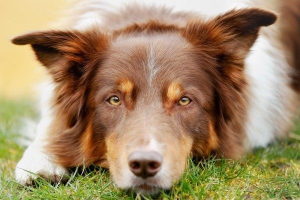 Trockene, warme Hundenase – Ist mein Hund krank?