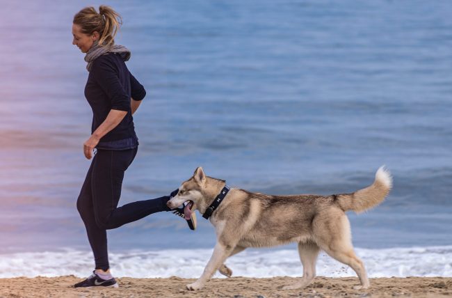 Fitness und Gesundheit beim Hund: Alle wichtigen Facts