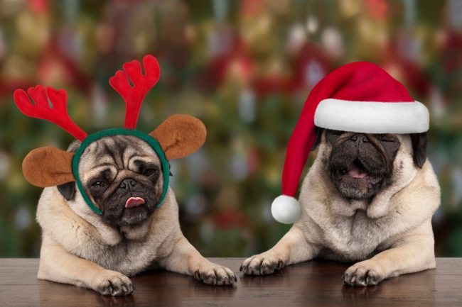 Weihnachtsrezept für deinen Hund – So bereitest du Ihm eine Freude