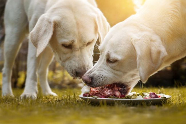 Wie verändert Kohlenhydrate das Hundeverhalten? Alle wichtigen Facts!