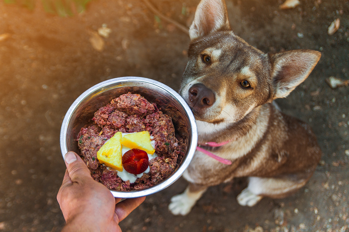 BARF bei Hunden – Wie gesund ist diese Hundeernährung?