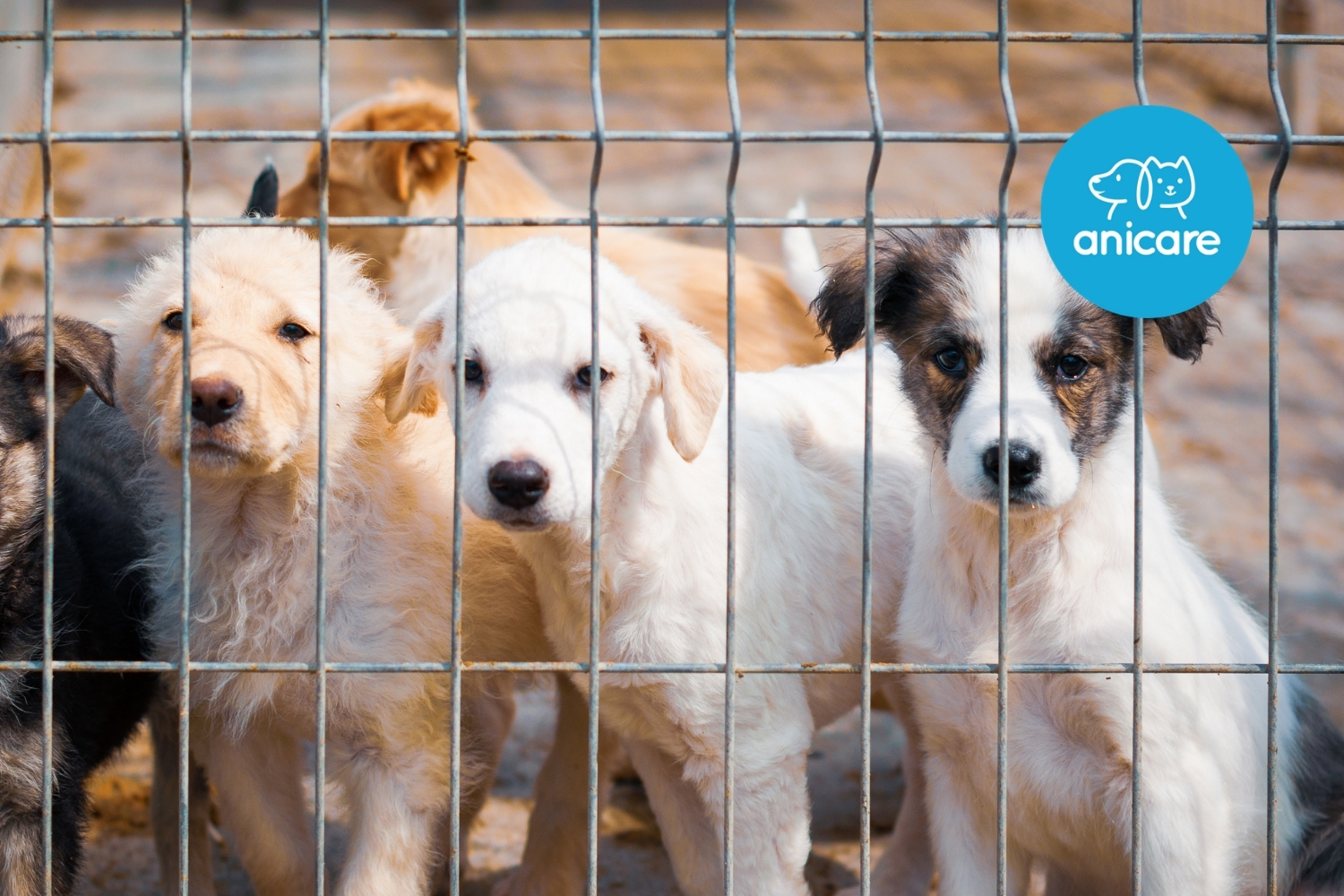 Hunde-Adoption: Zu viele Hunde, zu wenig Liebe