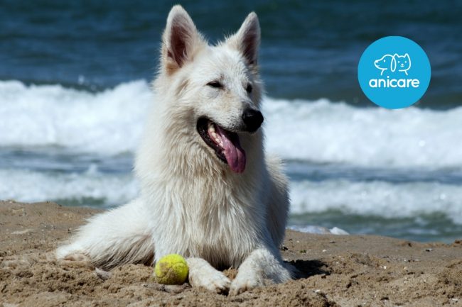 Hunde im Sommer – das musst du wissen  