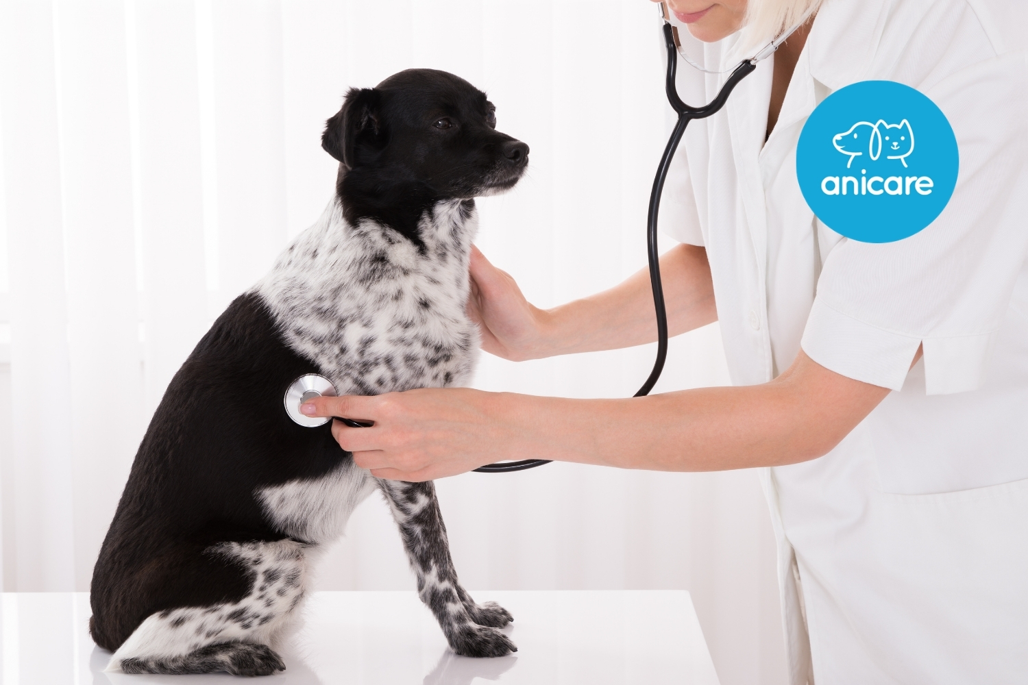 Versicherungen für Hunde – Welche musst du unbedingt haben?