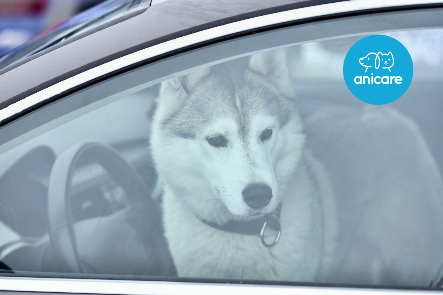 Hilfe! Fremder Hund im heißen Auto – Was tun?