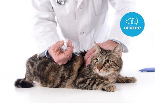 Versicherungen für Katzen – Welche sind wichtig?