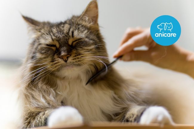 Fell- und Pfotenpflege: Wie du deine Katze richtig unterstützt