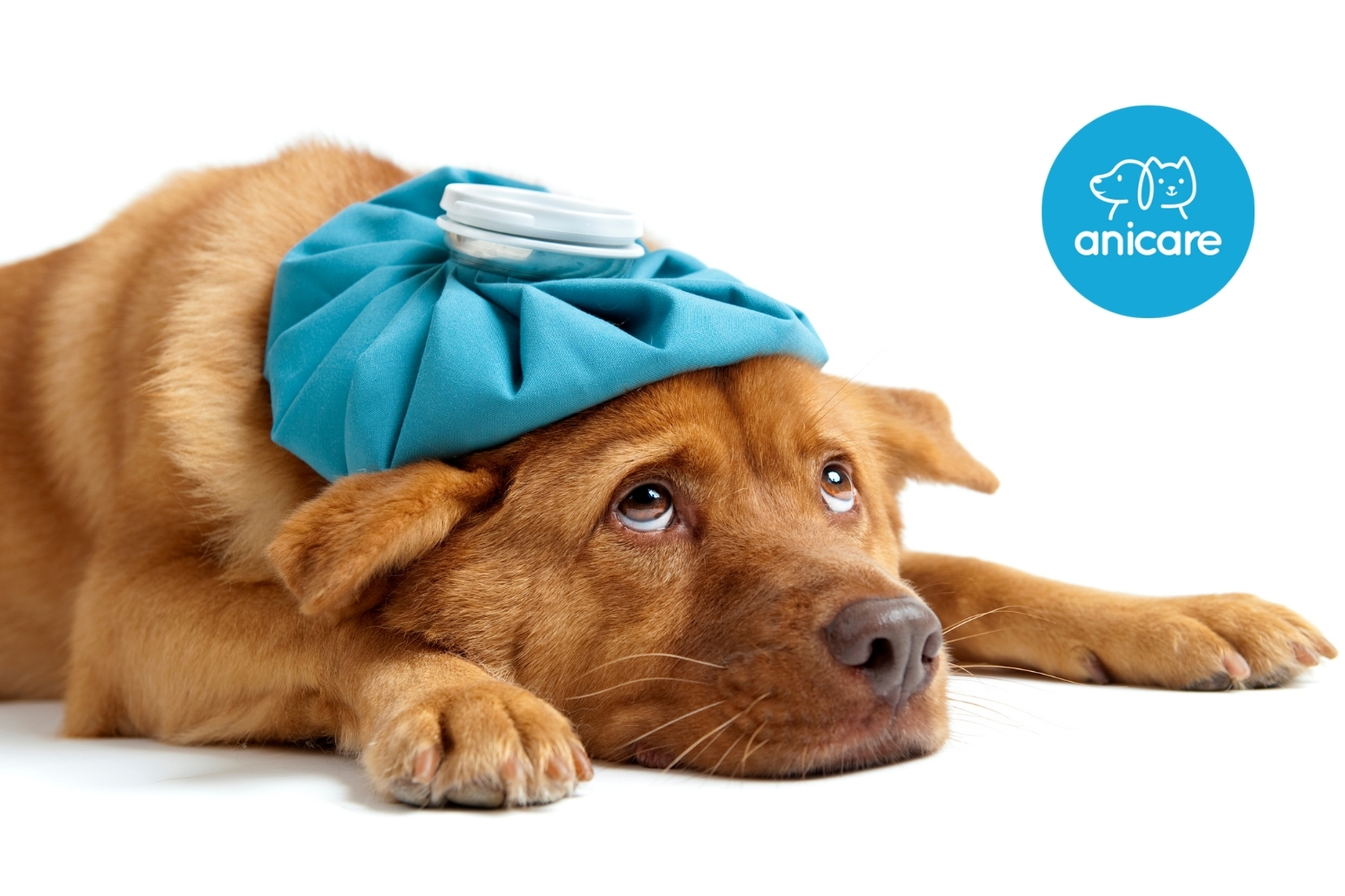 Schnupfen beim Hund – Was tun bei einer Erkältung?