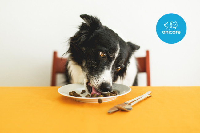 Natürlich und gesund: Die Vorteile einer Hundeernährung ohne Weizen, Konservierungsstoffe und unverträgliche Zusätze