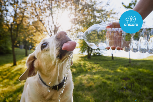 Die Bedeutung von ausreichend Flüssigkeitszufuhr für Haustiere im Sommer