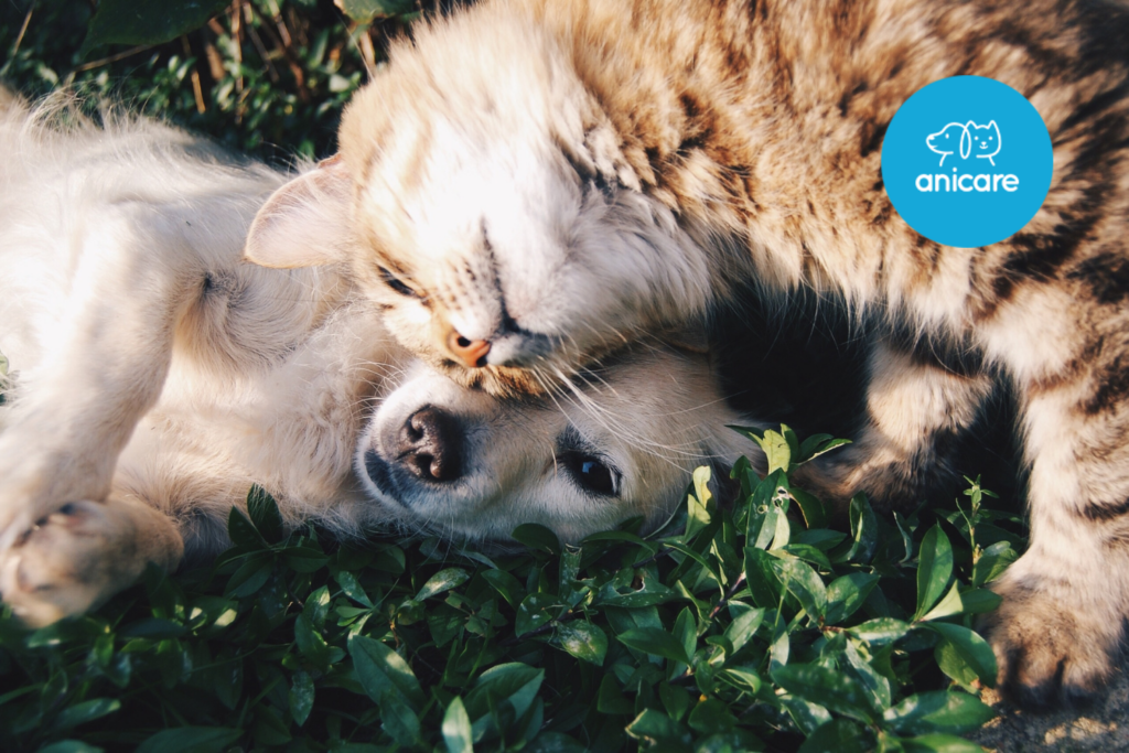 Natürliche Heilmittel für Haustiere: Alternative Therapien zur Unterstützung der Gesundheit von Hunden und Katzen