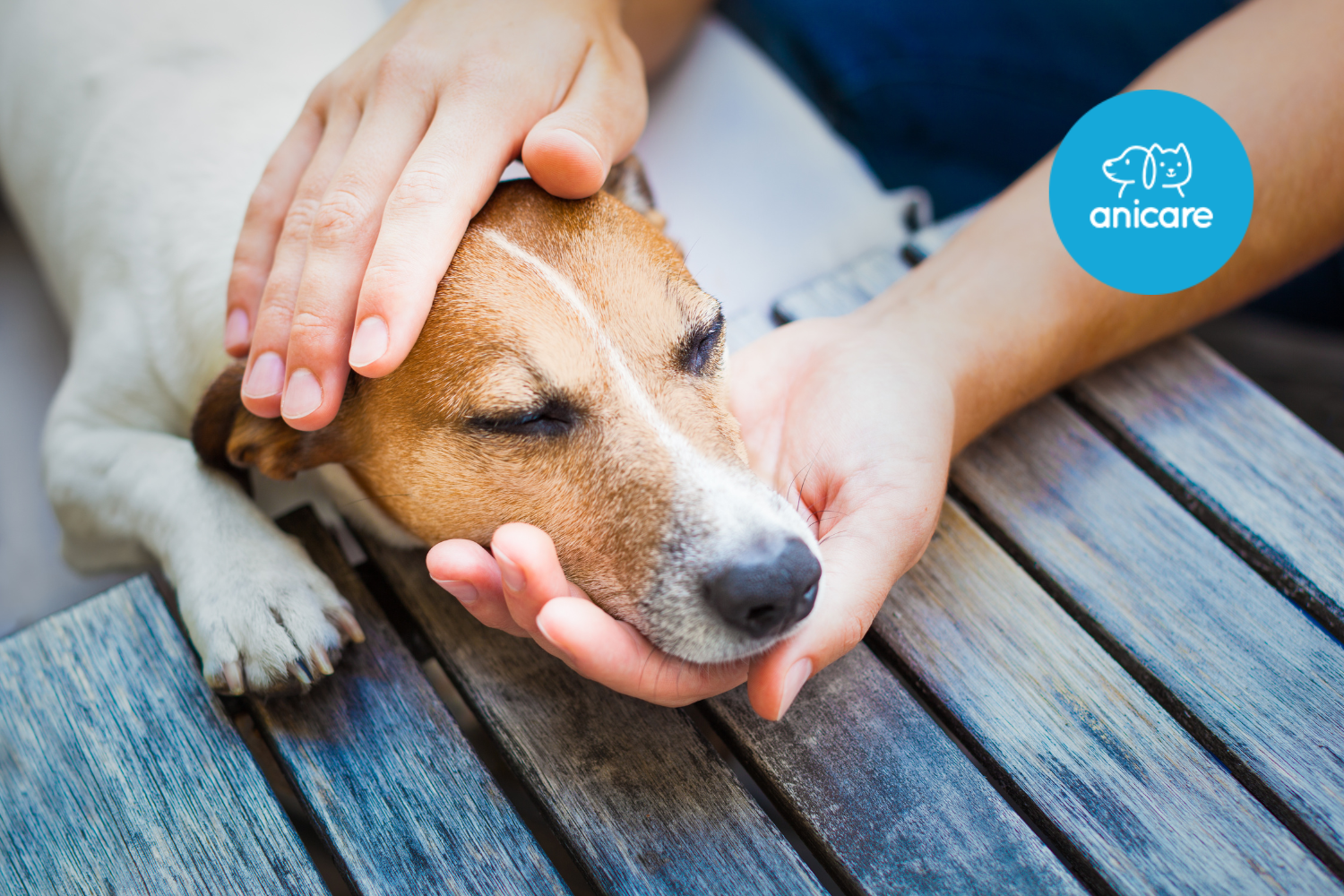 Erste Hilfe für Hunde: Wichtige Tipps, um Deinem Haustier in Notfallsituationen zu helfen