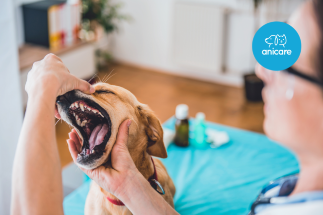 Tipps zur Zahnpflege bei Hunden: Gesunde Zähne für ein glückliches Haustier