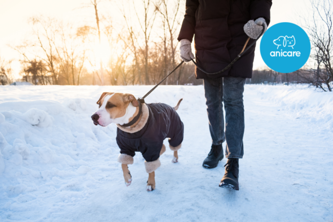 Tipps zur Hundepflege im Winter: Schutz vor Kälte und trockener Luft