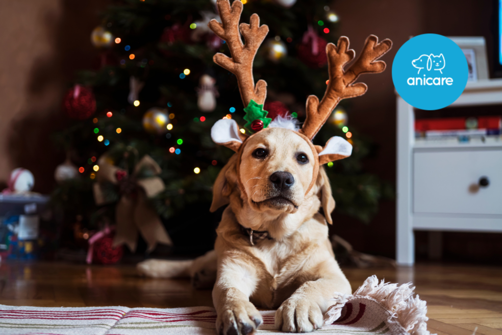 Weihnachtliche Leckerlis für Hunde: Gesunde Rezeptideen