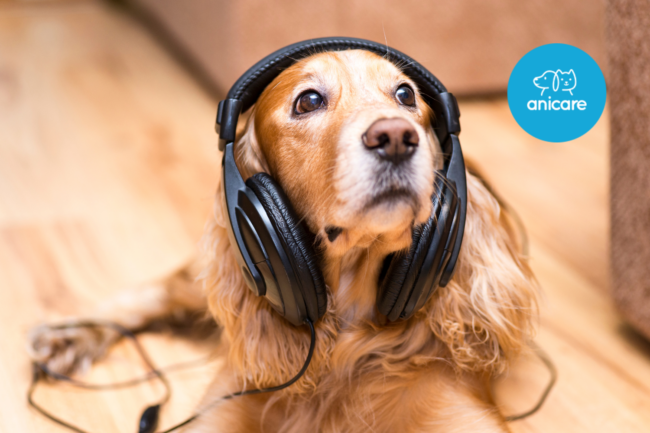Der Einfluss von Musik auf das Wohlbefinden deines Hundes
