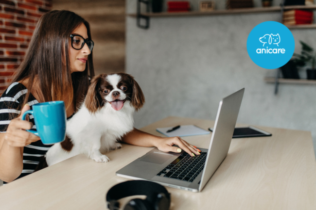 Der Hund im Büro: Vorteile von Bürohunden für die Mitarbeiter