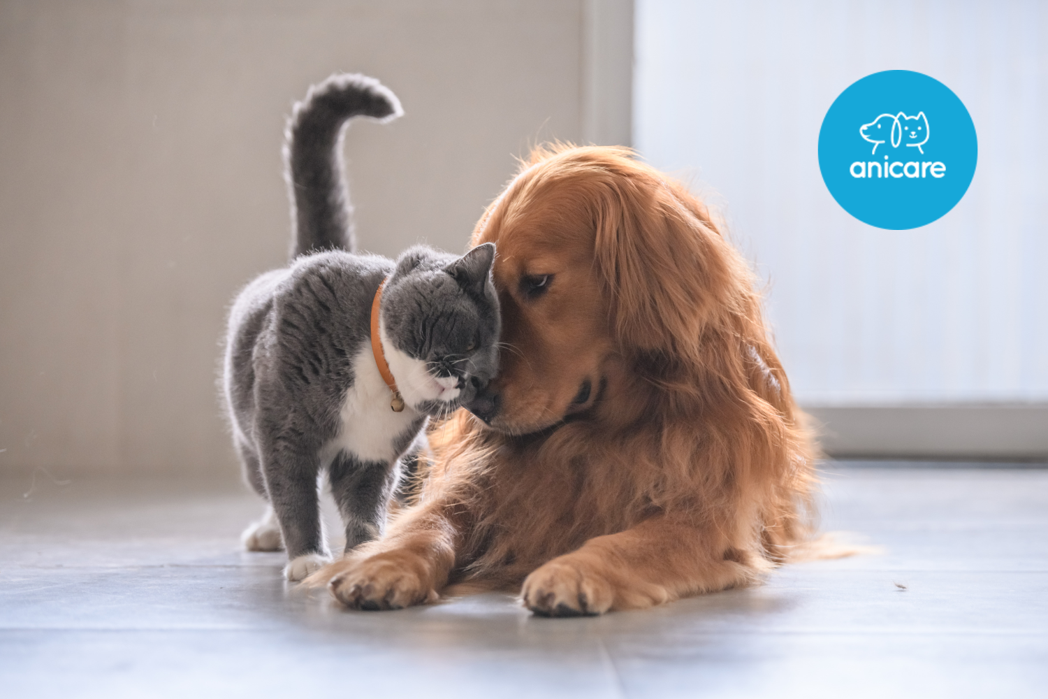Hund und Katze: Tipps für ein harmonisches Zusammenleben