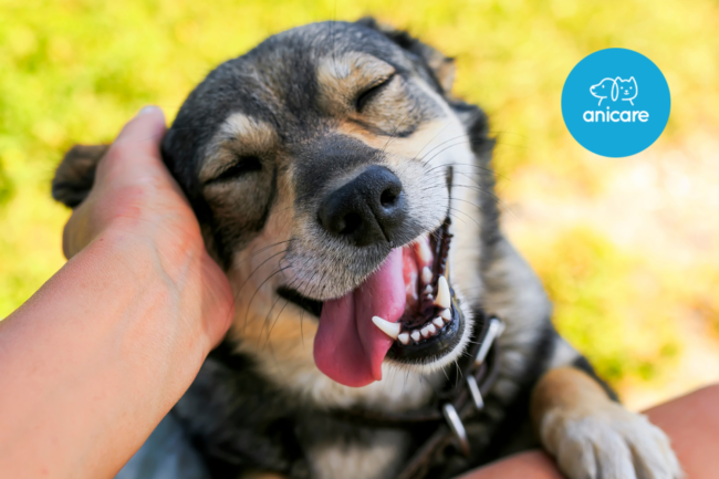 Hundesprache verstehen: Die Geheimnisse der Körpersprache