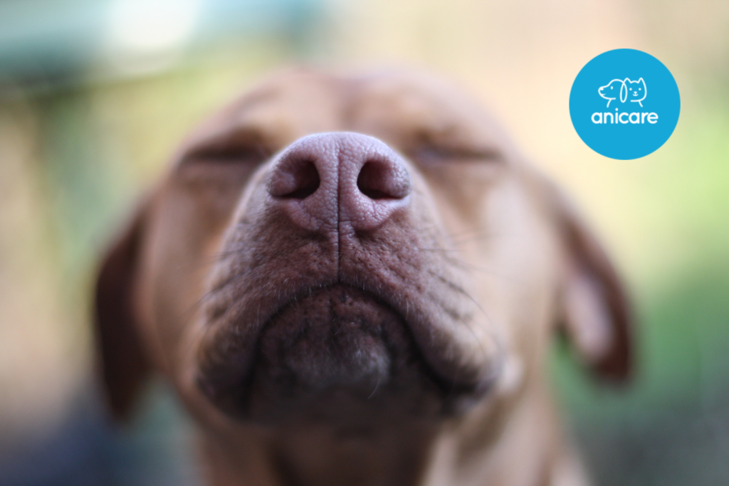 Geruchsspiele für Hunde – Arbeit und Spaß für unsere vierbeinigen Freunde