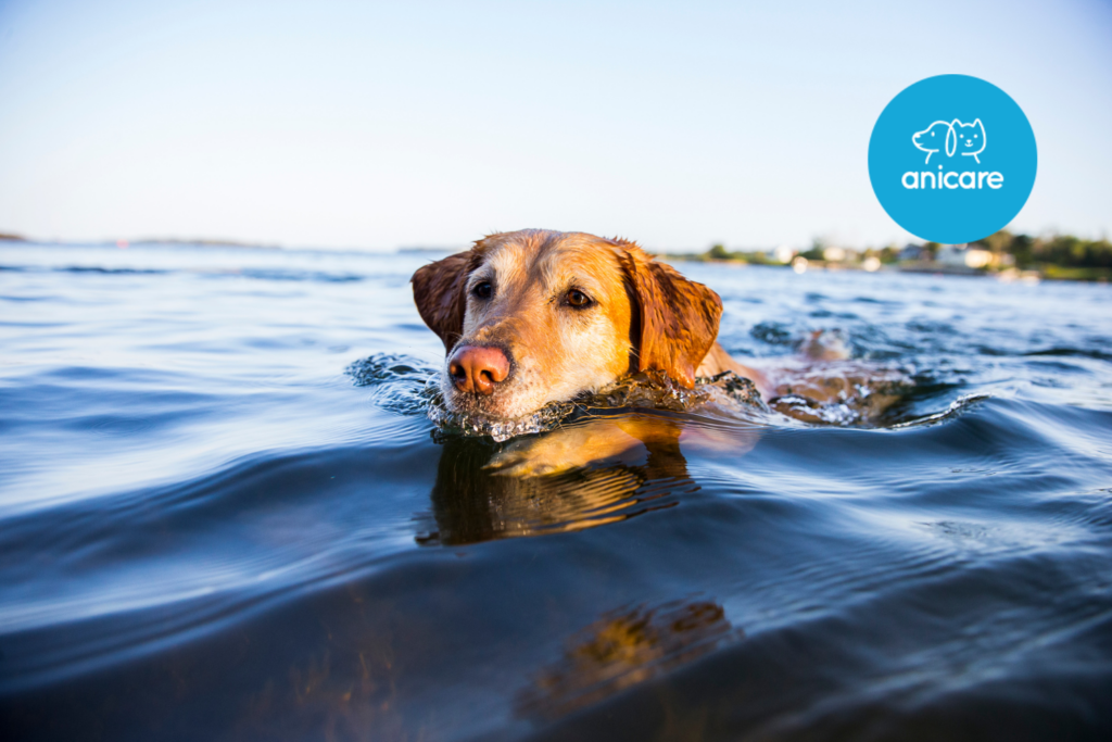 Fit durchs Wasser: Schwimmen als ideale Hundebewegung