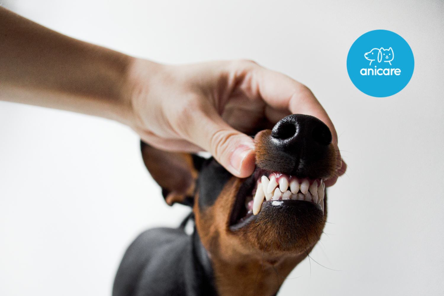 Zahnpflege beim Hund: So schützt Du Deinen Vierbeiner vor Plaque & Co.