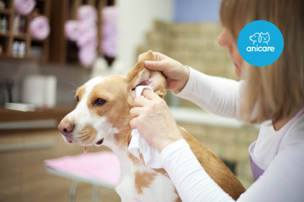 Richtig gepflegt: Wie du die Ohren deines Hundes vor Infektionen schützt