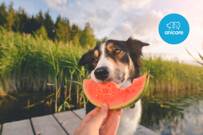 So kann dein Hund den Sommer genießen: Schutz vor Hitze und Insekten