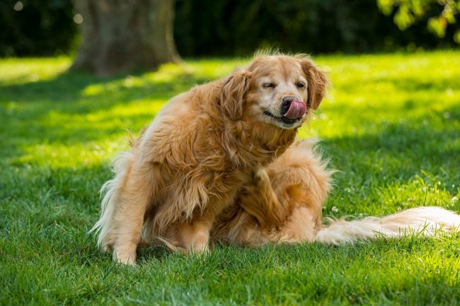 ATTENTION ! FACE À CES PROBLÈMES DE COMPORTEMENT DE TON CHIEN, TU DOIS AGIR !