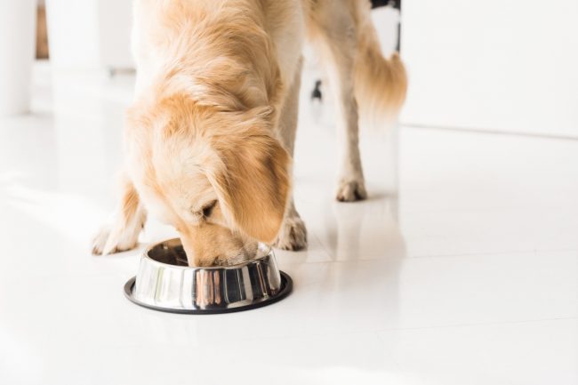 BARF CHEZ LES CHIENS – CETTE ALIMENTATION POUR CHIENS EST-ELLE SAINE ?