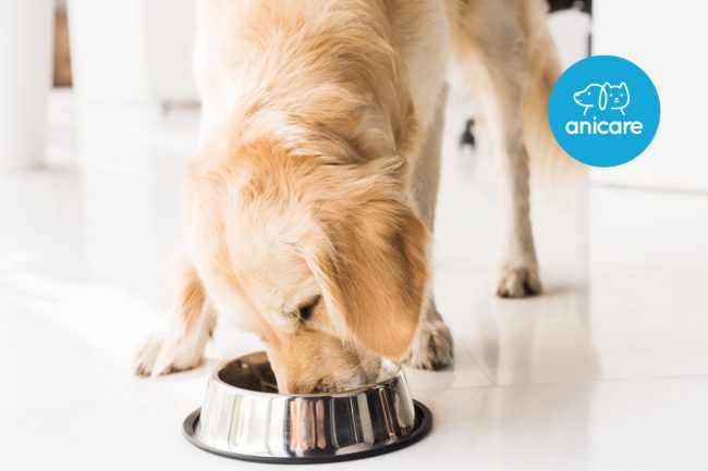 LES BONS ALIMENTS POUR UNE VIE DE CHIEN SAINE