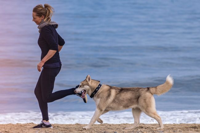 FORME ET SANTÉ CHEZ LE CHIEN : TOUS LES FAITS IMPORTANTS