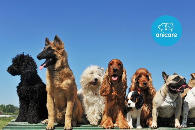 LES RACES DE CHIENS : LEQUEL EST LE BON ?