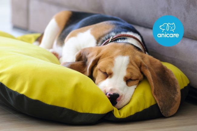 PANIER POUR CHIEN OU LIT POUR CHIEN – OÙ EST-CE QUE TON CHIEN PRÉFÈRE DORMIR ?