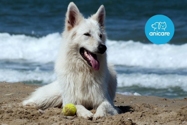 LES CHIENS EN ÉTÉ – CE QUE TU DOIS SAVOIR