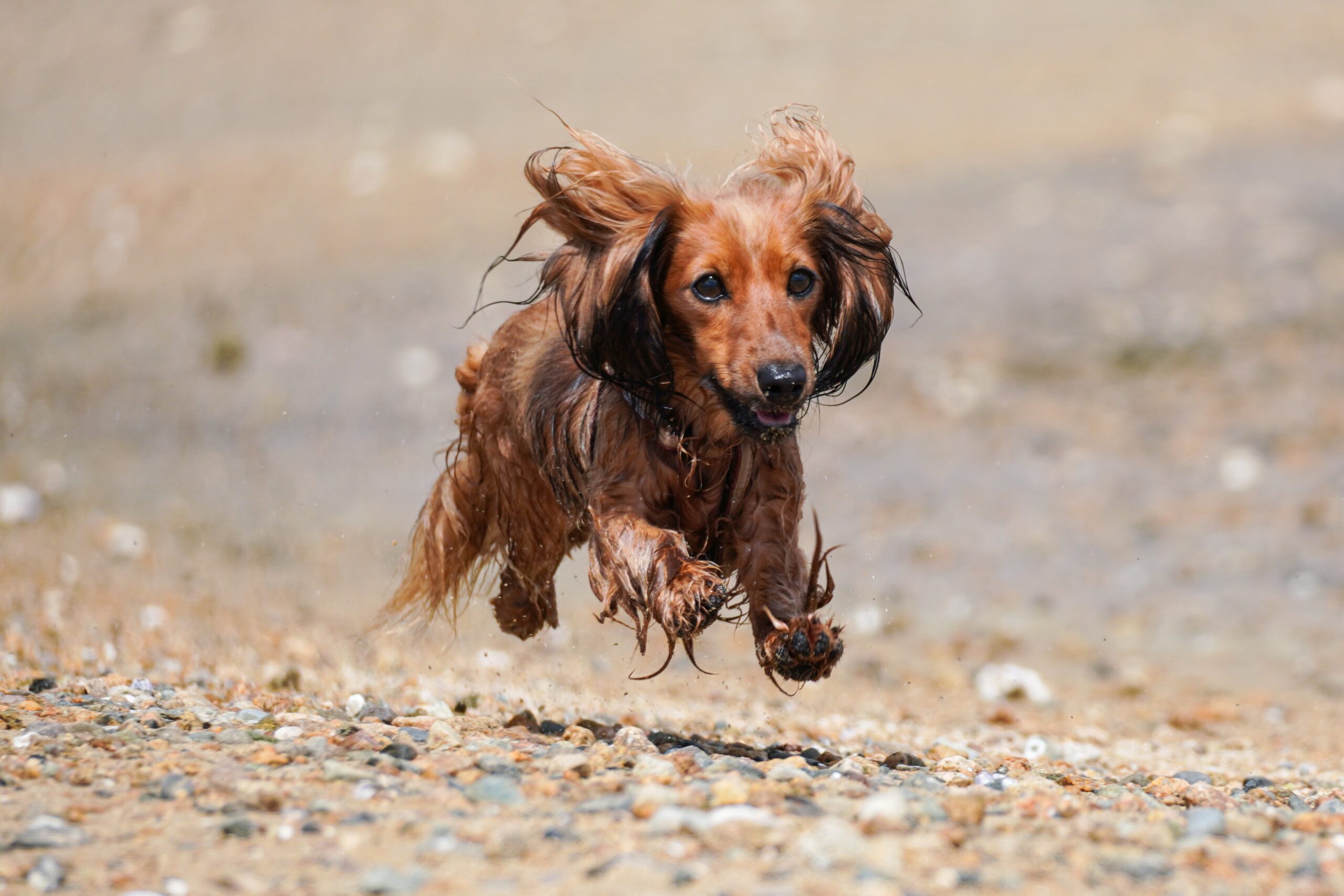 Témoignage de Joint Care par la comportementaliste canine Deanna