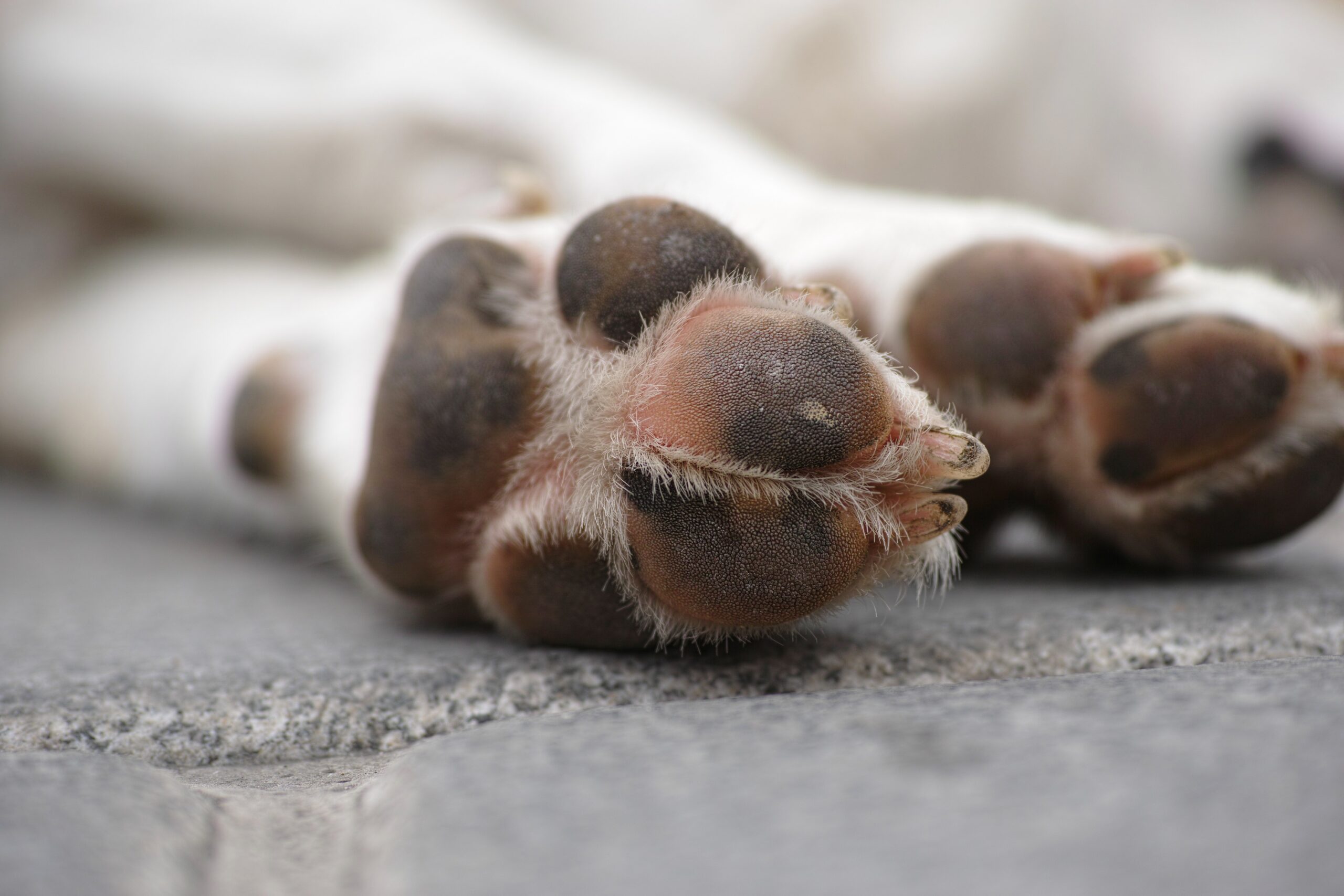 L’Impact de la Perte d’un Chien: Faire Face au Deuil et aux Souvenirs