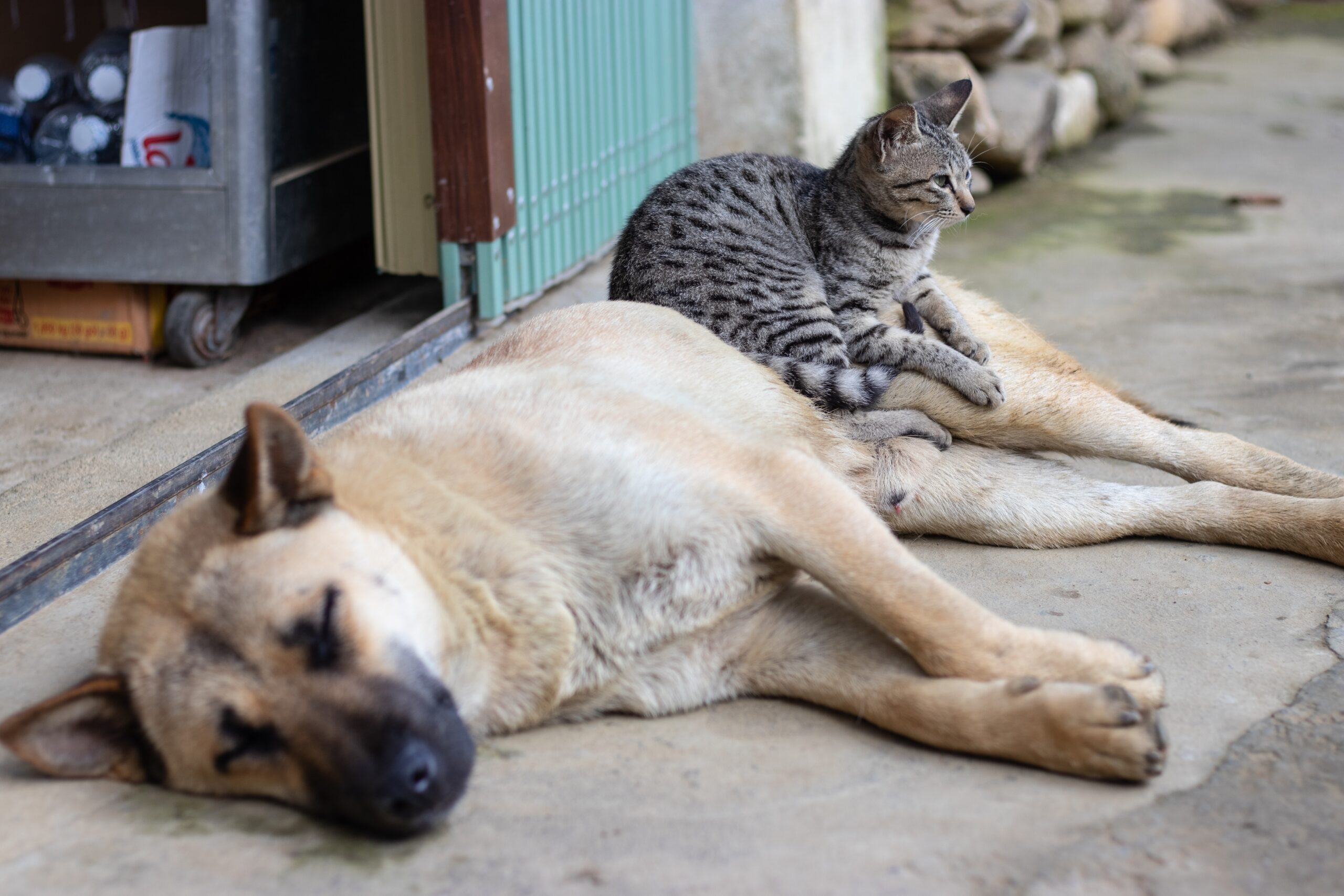 Promotion spéciale pour la Journée mondiale des animaux !