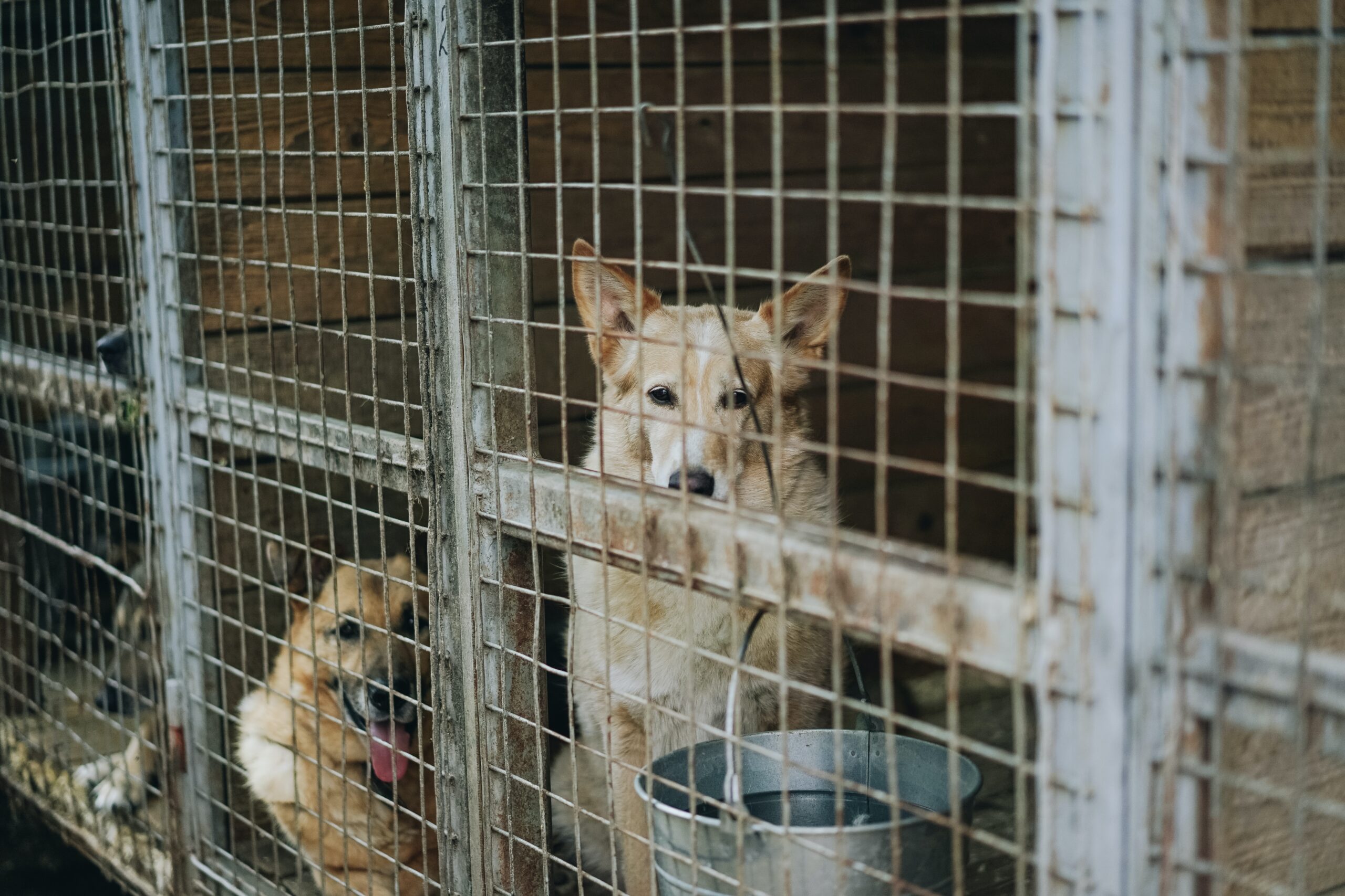 Un cœur en or: pourquoi un chien de refuge est le bon choix