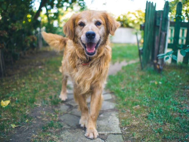 Le guide ultime de la santé des articulations chez les chiens âgés: conseils et suppléments
