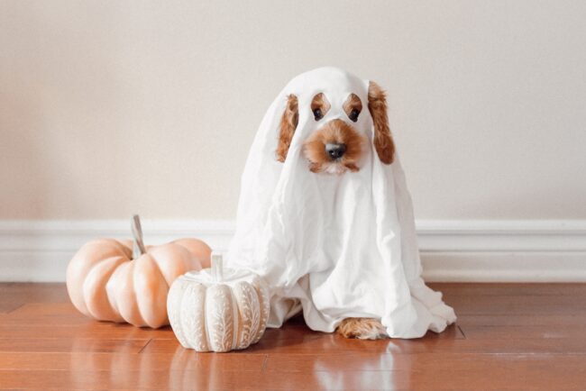 5 films d’horreur à regarder avec votre chien à Halloween