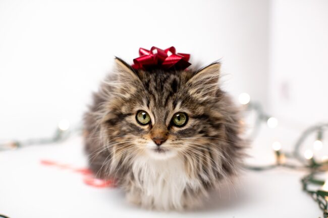 Recette: Biscuits de Noël faits maison pour chats