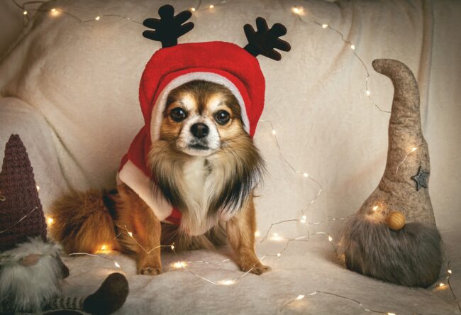 7 Jolis Cadeaux de Noël pour votre chien